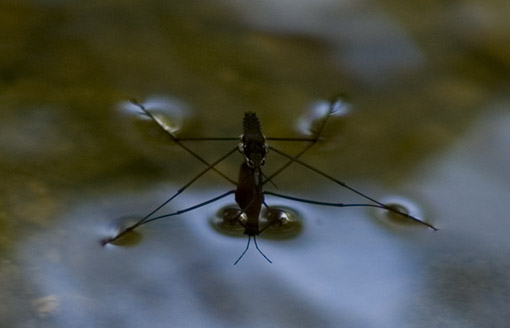 water tension