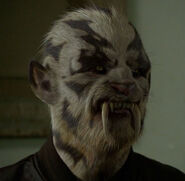 Werecat Physiology Superpower Wiki Fandom Powered By Wikia