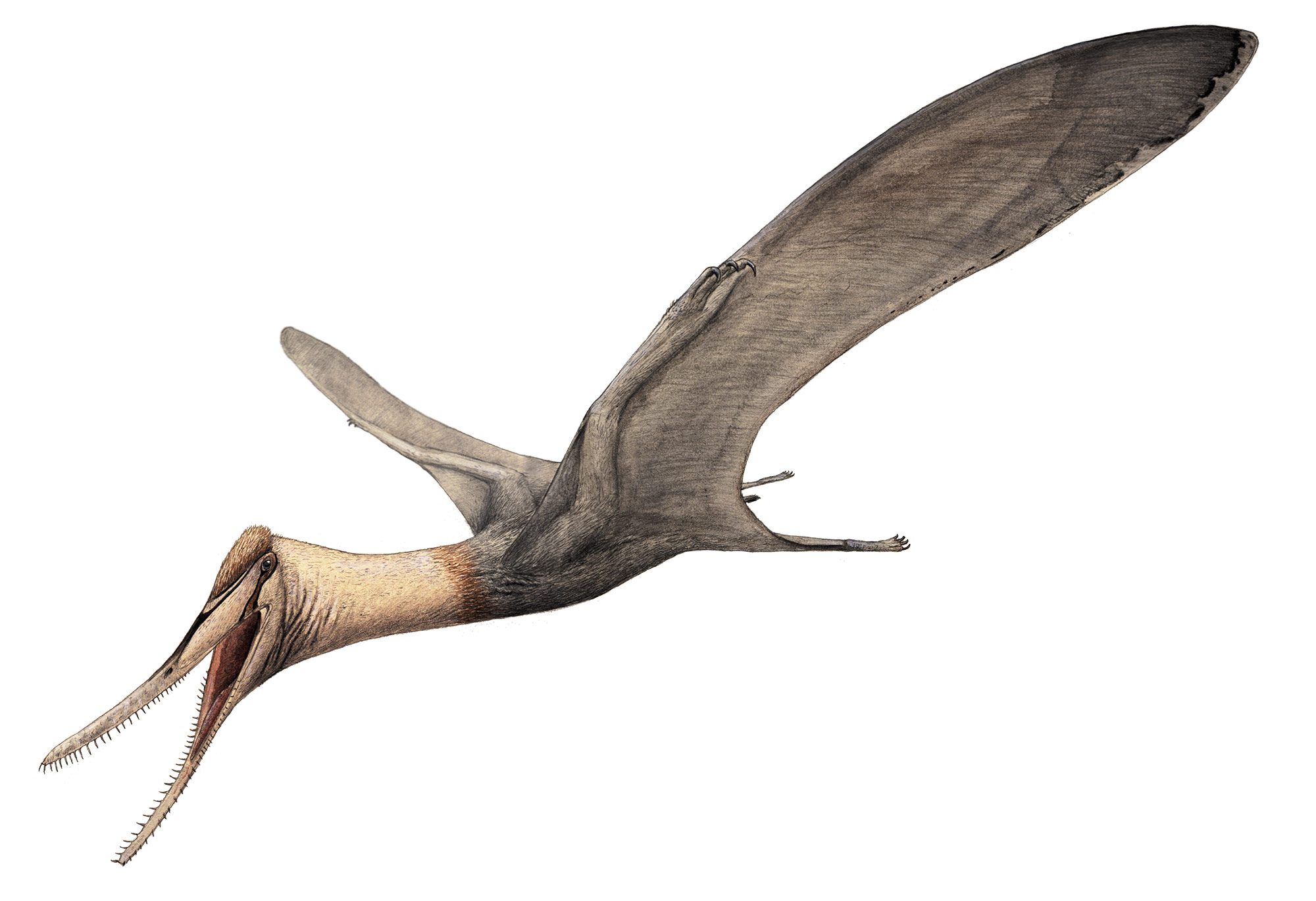 pterosaurs frost science