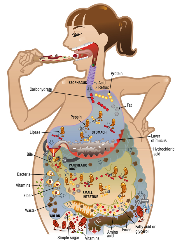 vore digestion scat