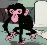 Chimp