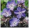 Geranium