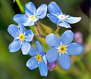 Forget-Me-Not