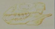 Placodus Skull
