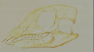 Paraplacodus Skull