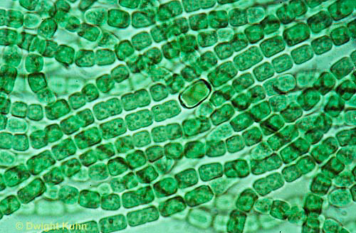 cyanobacteria prehistoric life wiki fandom powered by wikia