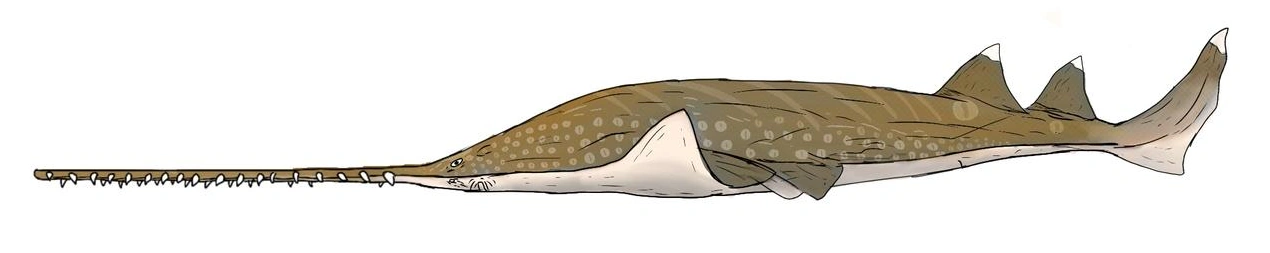 Onchopristis Prehistoric Life Wiki Fandom