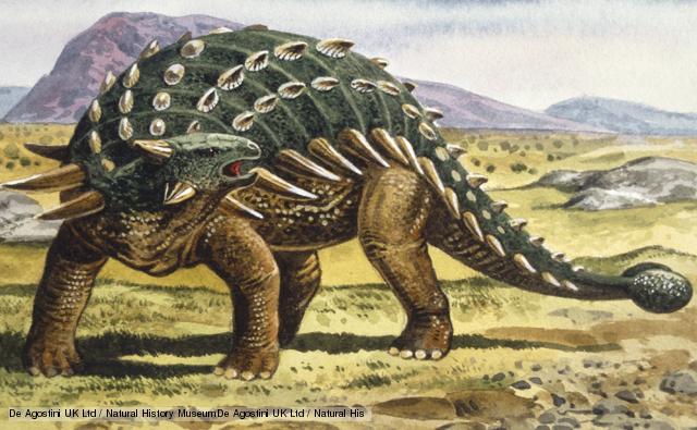 ankylosaurus tail fossil