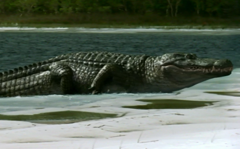 Interior Crocodile Alligator Encyclopedia Dramatica