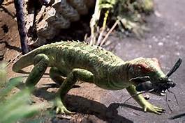 Petrolacosaurus