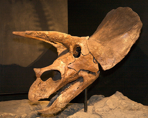 Triceratops1