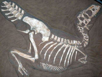 Tarbosaurus fossil