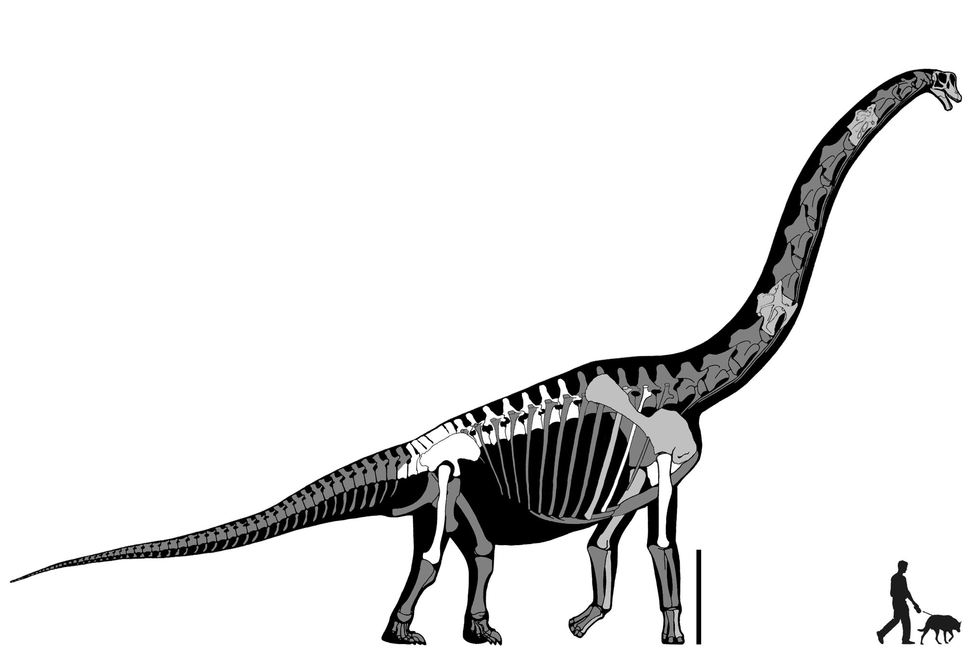 brachiosaurus giraffatitan