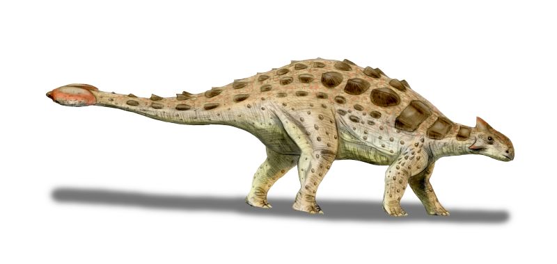 types of ankylosaurus