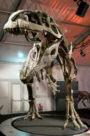 Giganotosaurus skeleton