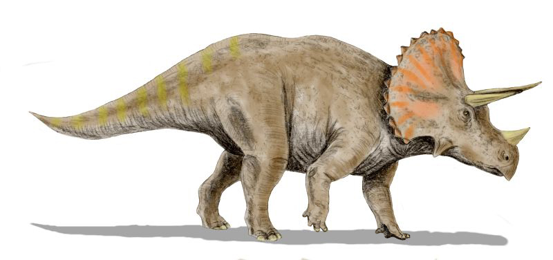 triceratops prehistoric earth wiki