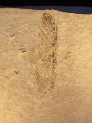 Archaeopteryx feather