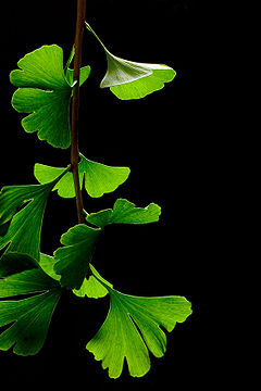 Ginkgo