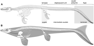 Platecarpus new reconstruction