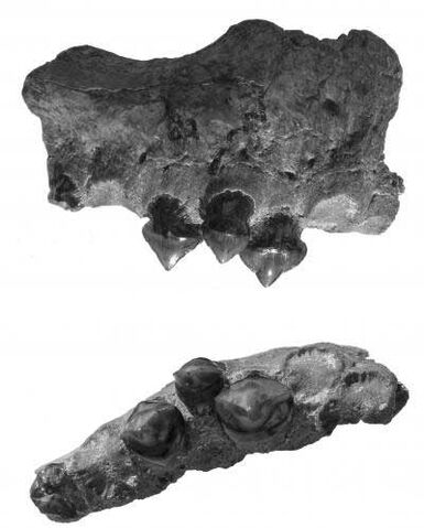 File:Megapiranha bones.jpg