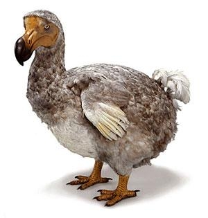 Dodo | Prehistoric Earth Wiki | Fandom