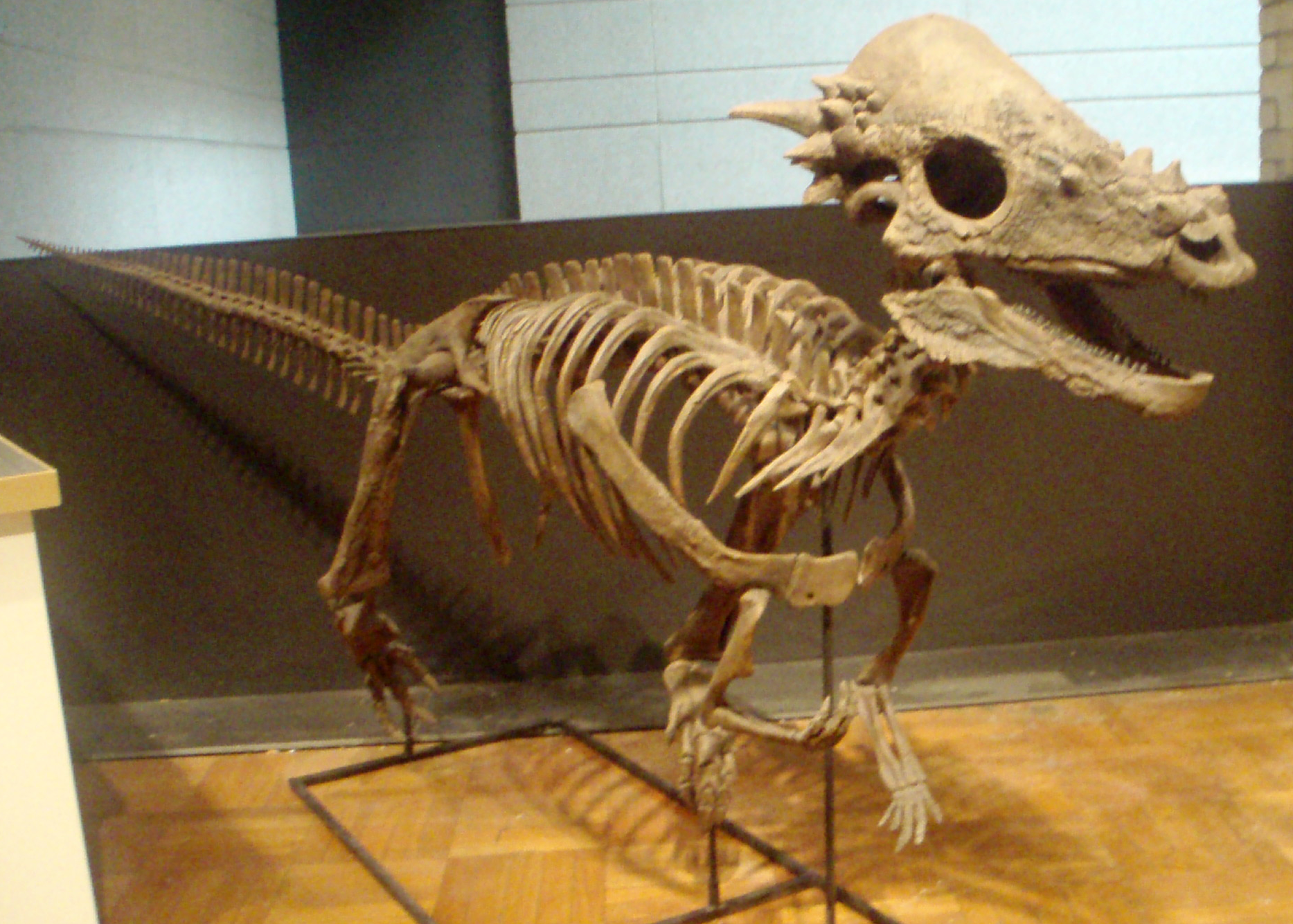 pachycephalosaurus skeleton