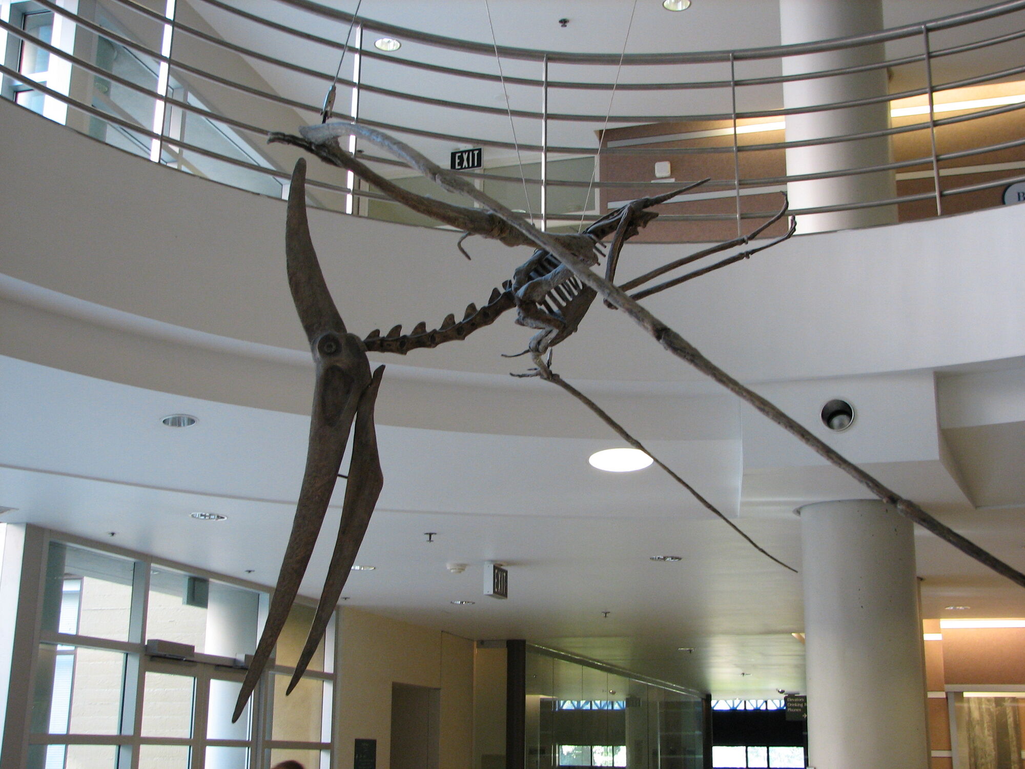 pteranodon skeleton