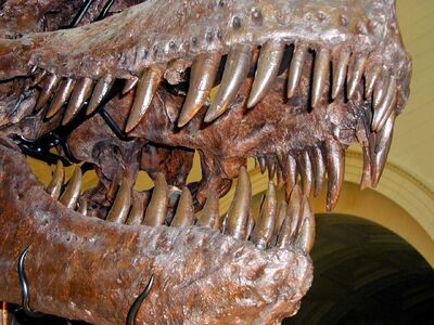 Trex.teeth-1-