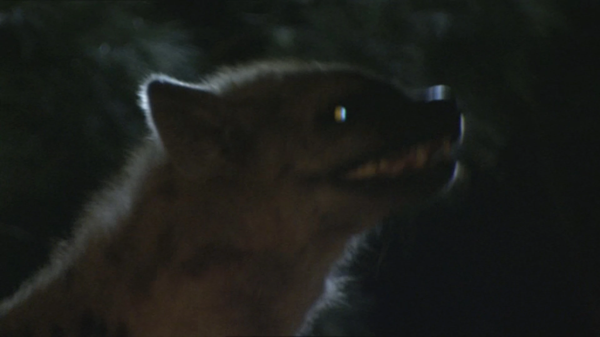 Cave Hyena Prehistoric Park Wiki Fandom