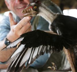 Microraptor