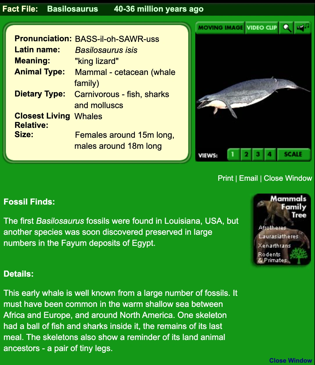 Basilosaurus Paleo Media Wiki Fandom