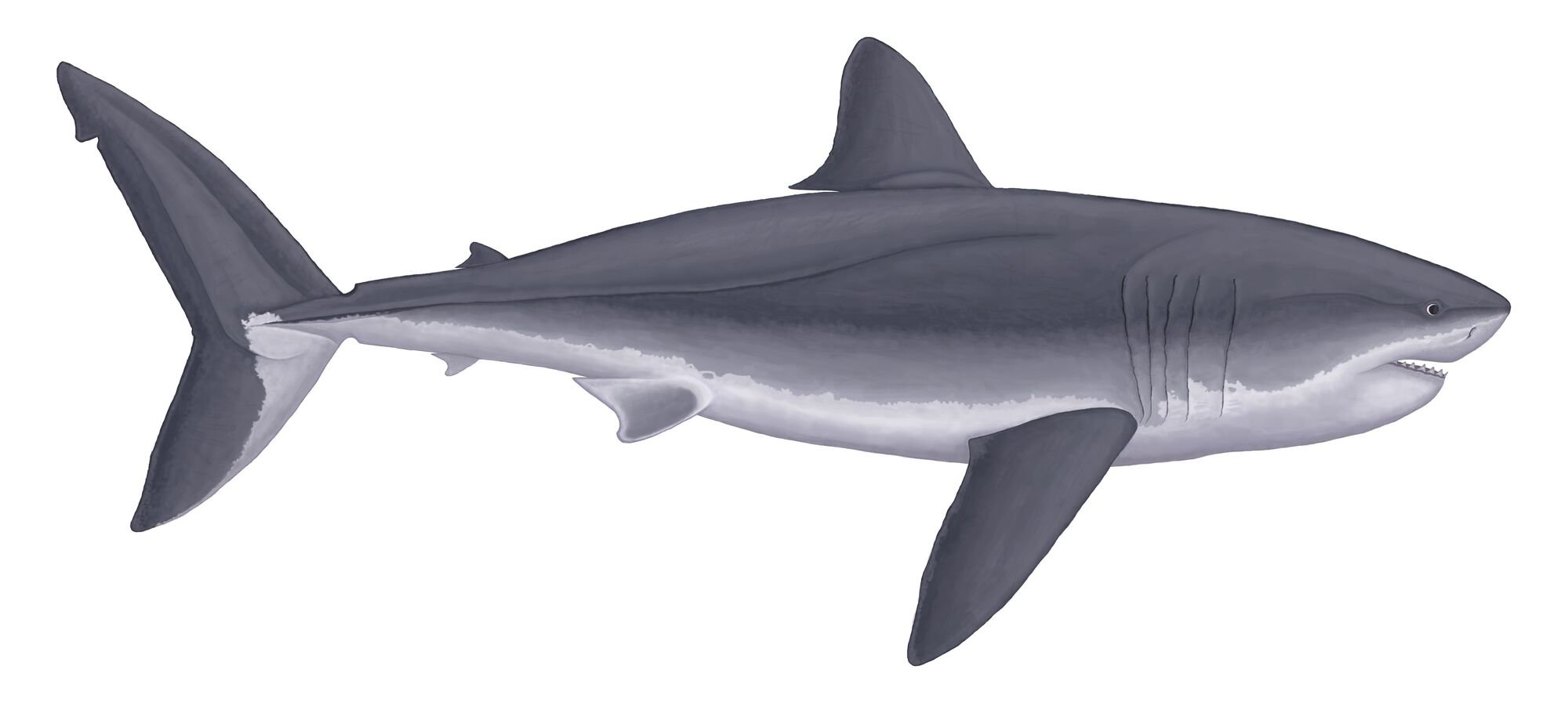 Megalodon | Paleo Media Wiki | Fandom