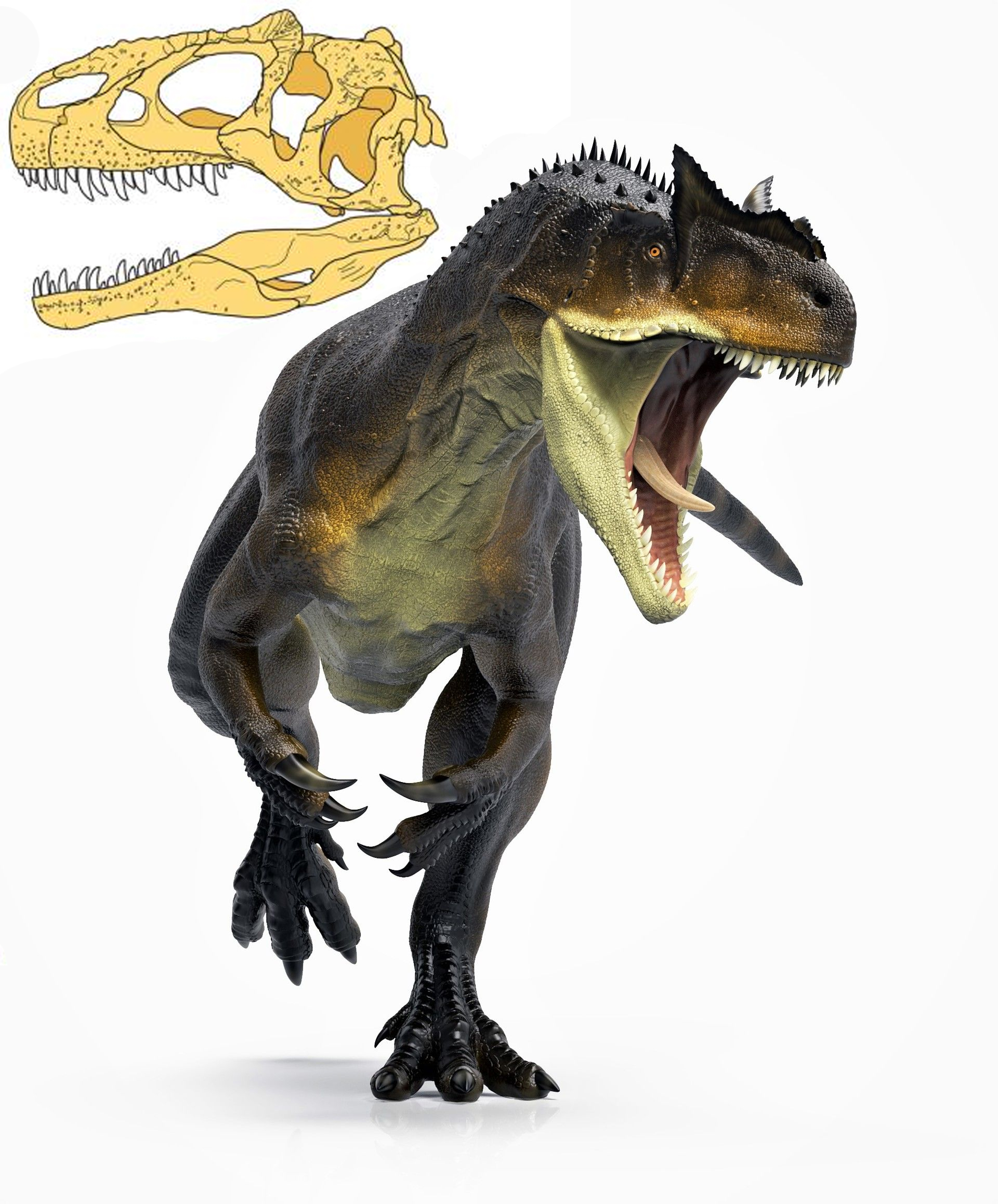allosauroidea