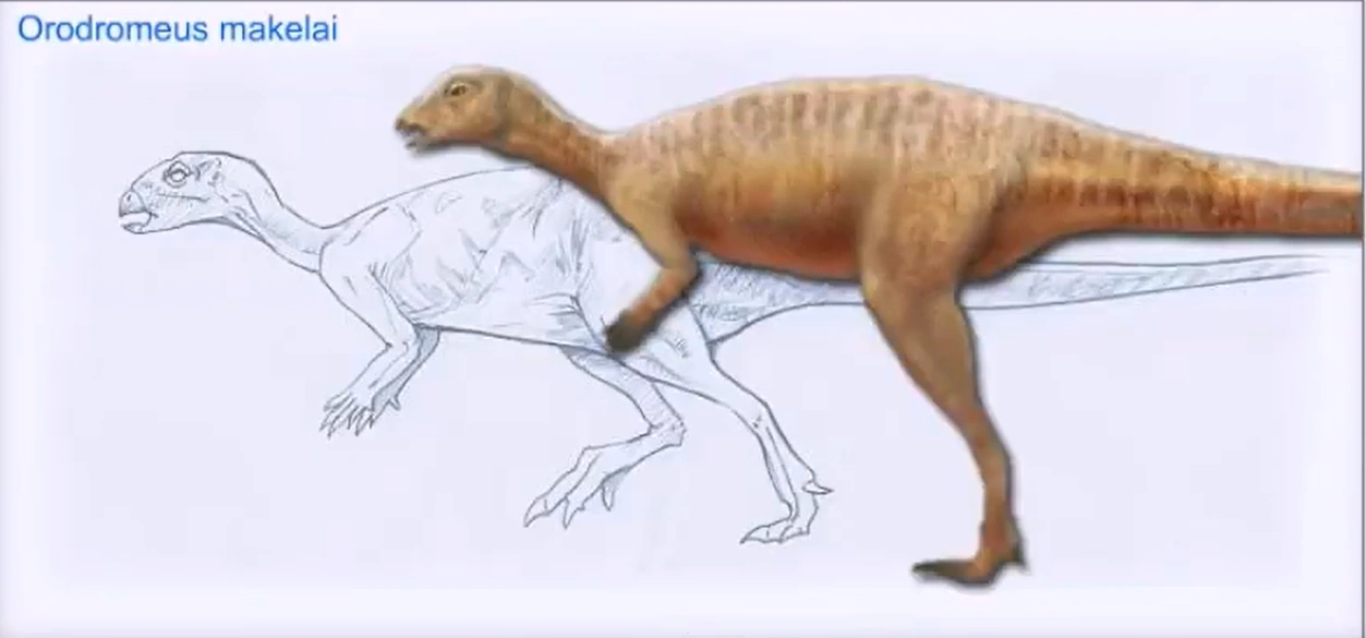 Orodromeus Paleo Media Wiki Fandom