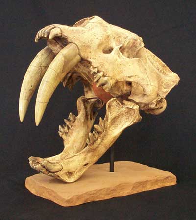 Image - Smilodon Populator skull.jpg | Prehistory Wiki | FANDOM powered ...