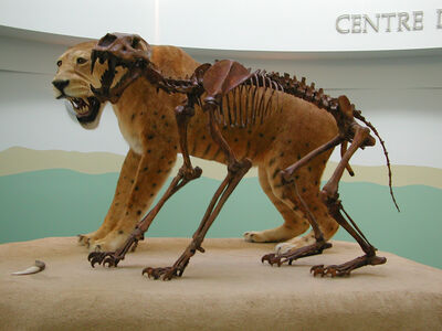 Homotherium
