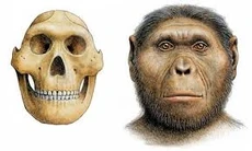 Картинки по запросу australopithecus robustus