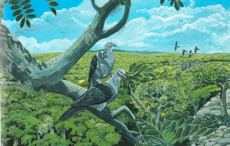 Nesoenas rodericanus Wiki Prehistórico FANDOM powered by Wikia