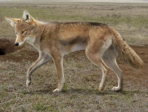 Lobo de fonelas