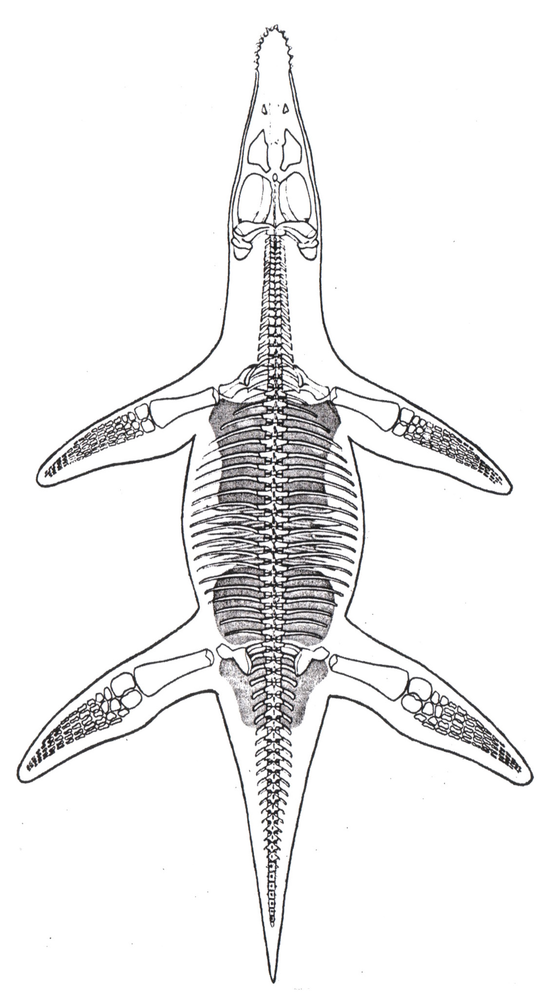 Liopleurodon Ferox