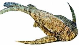 Bothriolepis