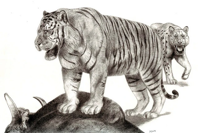 Panthera tigris soloensis Wiki Prehistórico FANDOM powered by Wikia