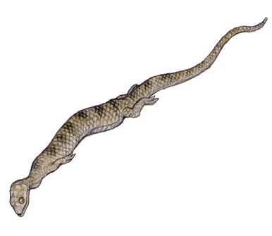 Výsledek obrázku pro Adriosaurus suessi