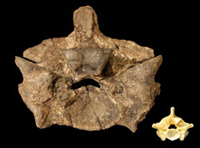 Supuesta vertebra de (RO5)