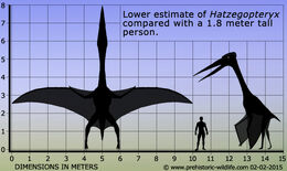 Hatzegopteryx-size