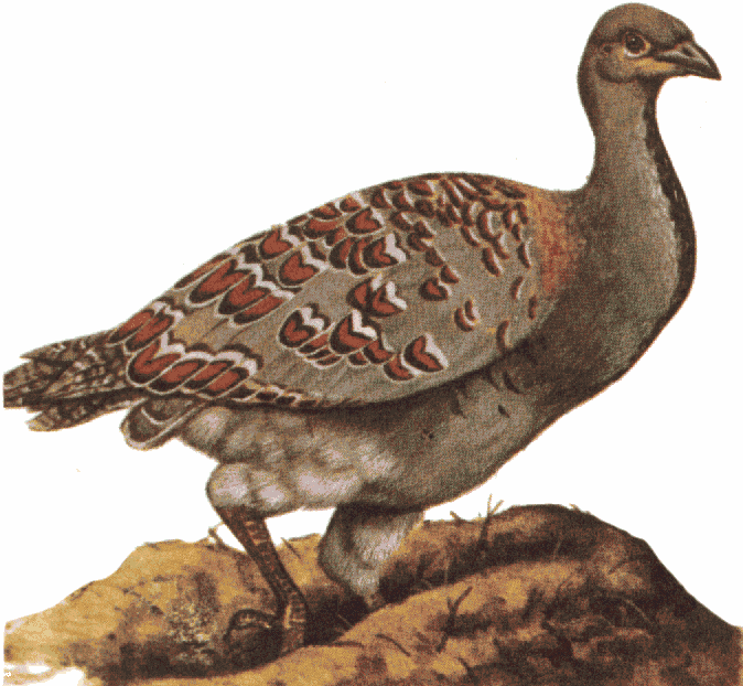 Leipoa gallinacea Wiki Prehistórico FANDOM powered by Wikia