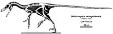 Velociraptor-0