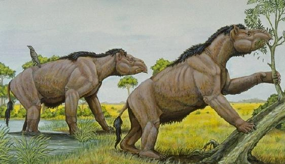 Notoungulata Wiki Prehistórico FANDOM powered by Wikia