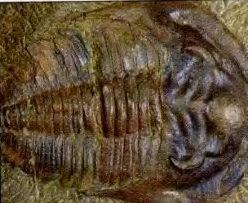 TrilobitaCámbrico