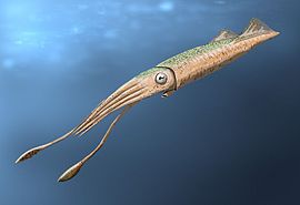 270px-Tusoteuthis BW